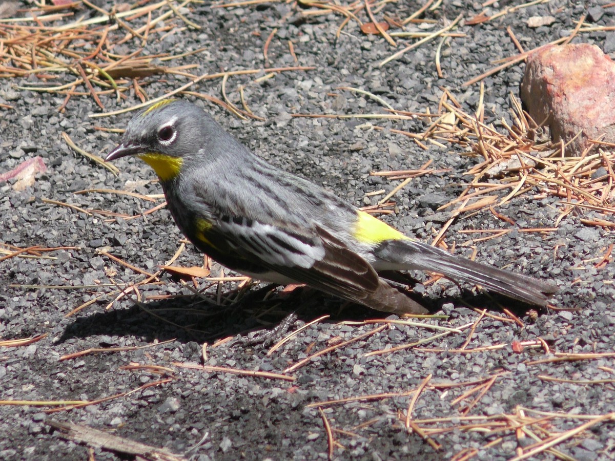 Yellow-rumped Warbler (Audubon's) - Stan Shadick