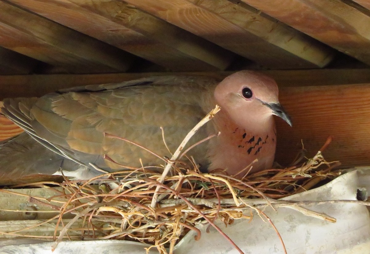 Laughing Dove - ML155672101