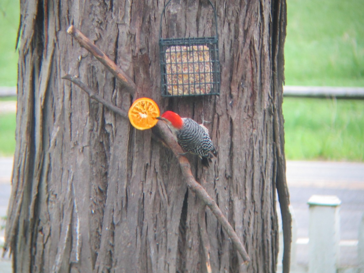 Red-bellied Woodpecker - Joan Scheu