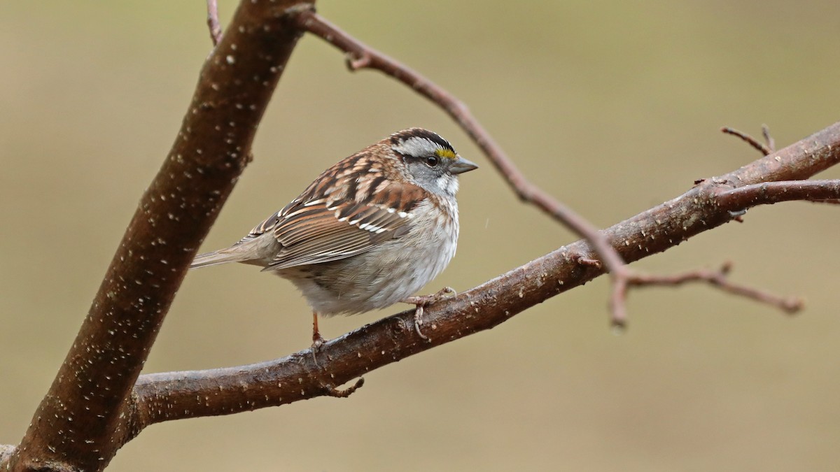 White-throated Sparrow - ML155677141