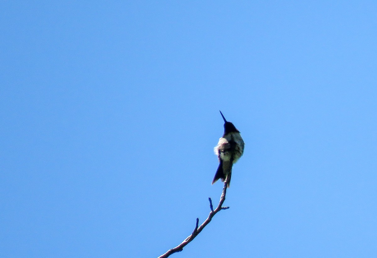 Ruby-throated Hummingbird - Sam Krah