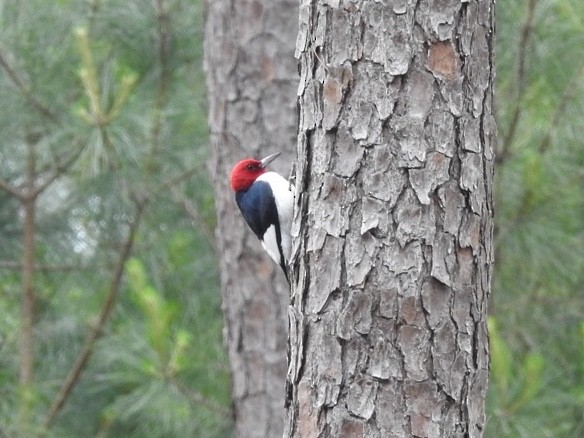 Red-headed Woodpecker - ML155681131