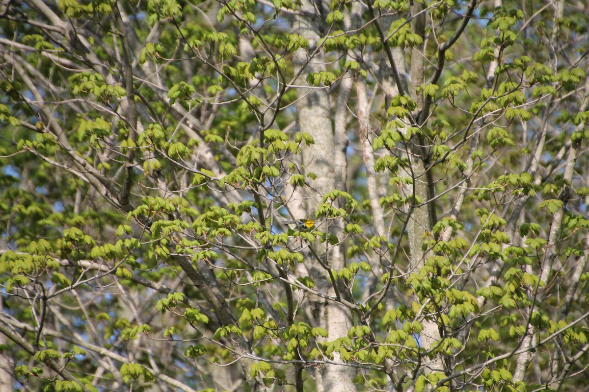 Black-throated Green Warbler - Niklas Klauss