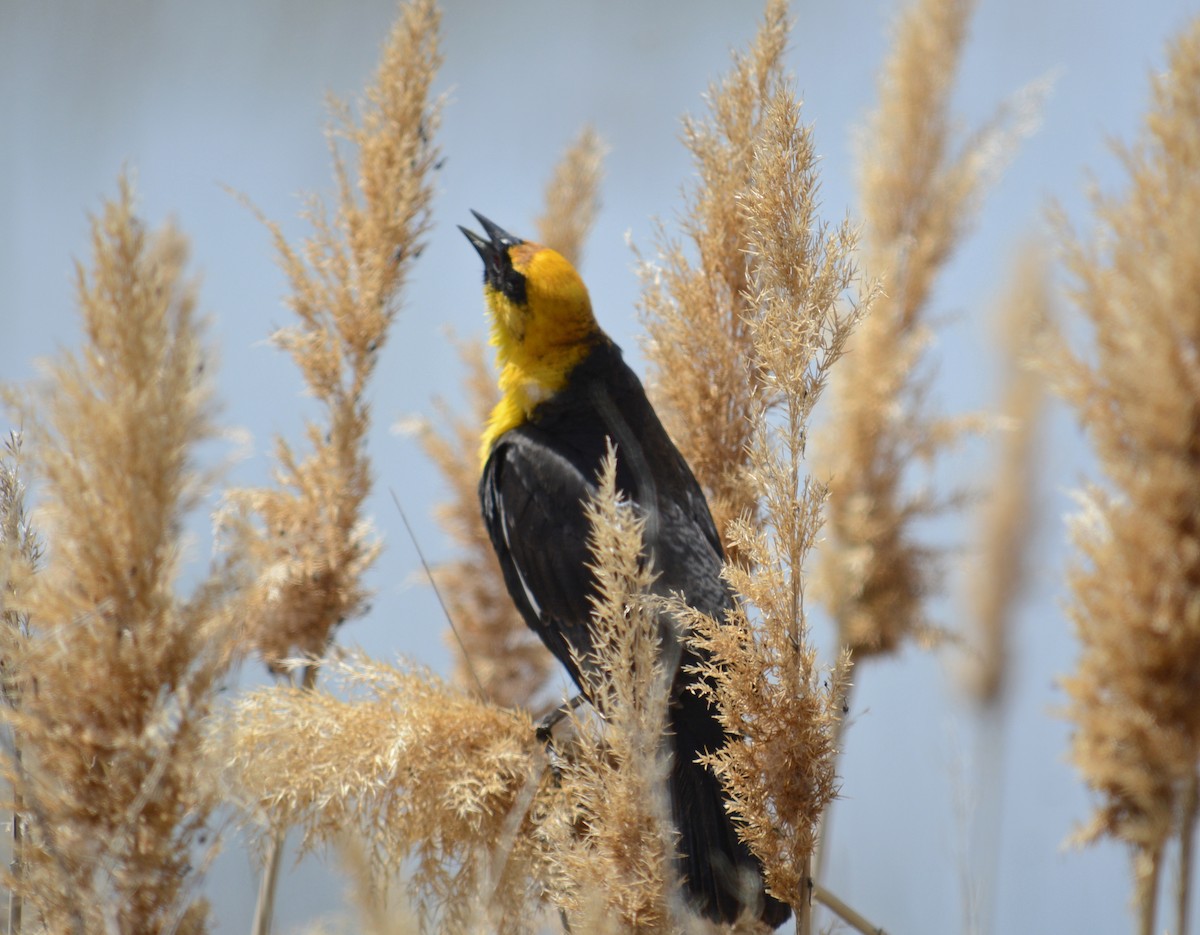 Yellow-headed Blackbird - ML155683941