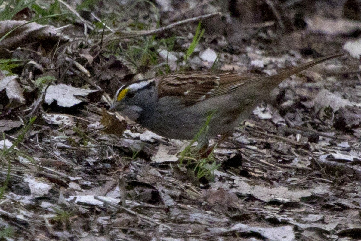 White-throated Sparrow - ML155687041