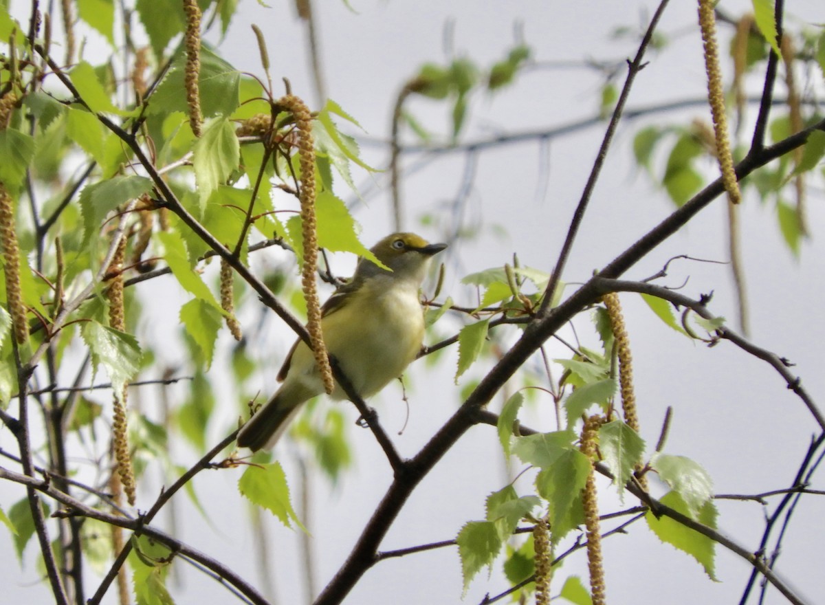 White-eyed Vireo - Colin Danch