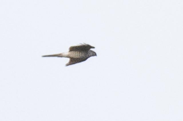 Eurasian Sparrowhawk