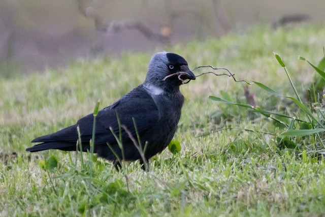 Eurasian Jackdaw