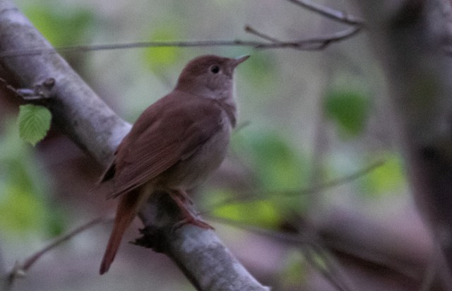 Common Nightingale