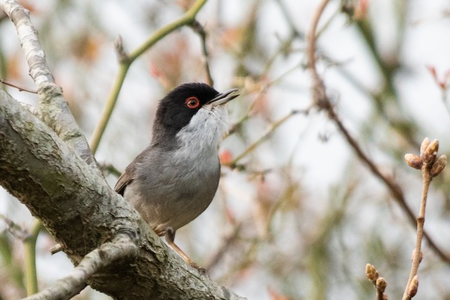 Sardinian Warbler