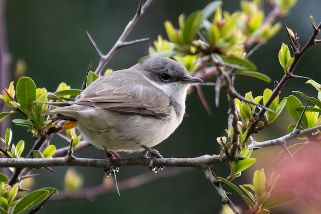 Lesser Whitethroat