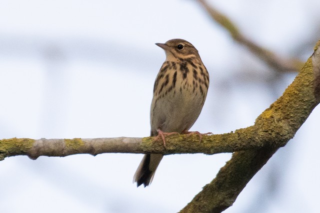 Tree Pipit