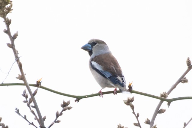 Hawfinch