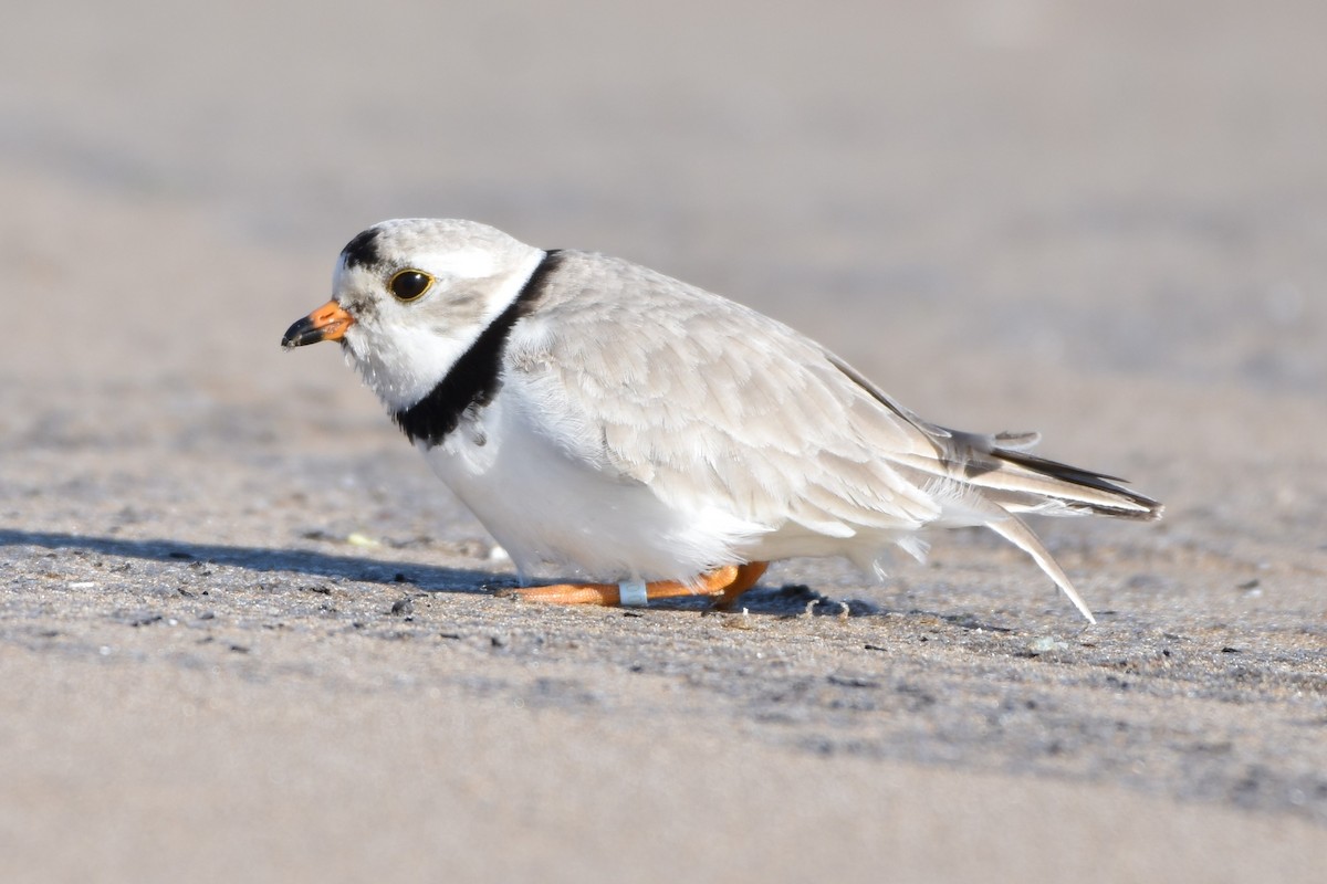 Piping Plover - ML155699821