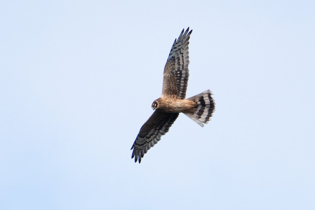 Hen Harrier