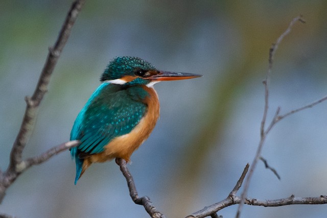 Common Kingfisher