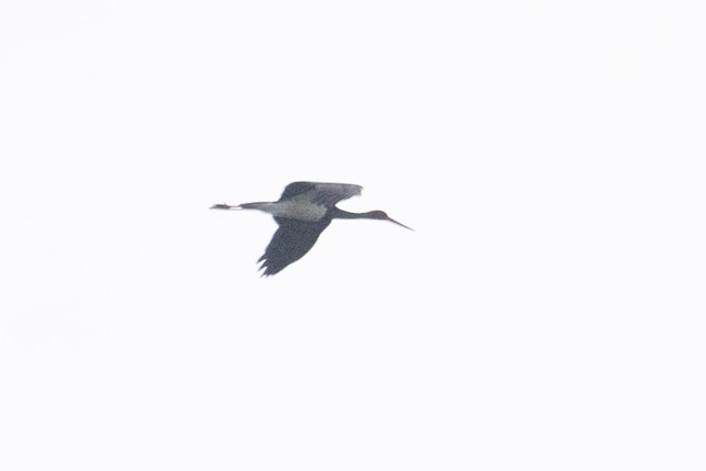 Black Stork