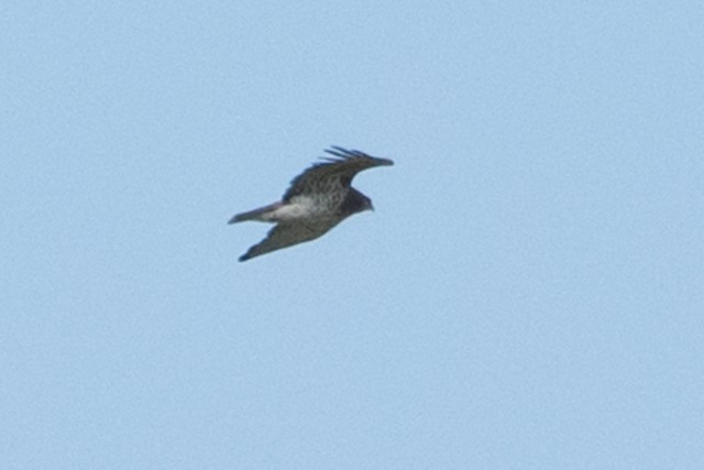 Short-toed Snake-Eagle