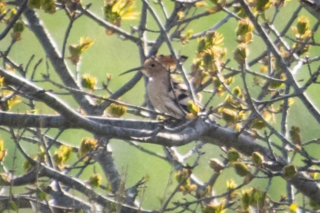 Eurasian Hoopoe