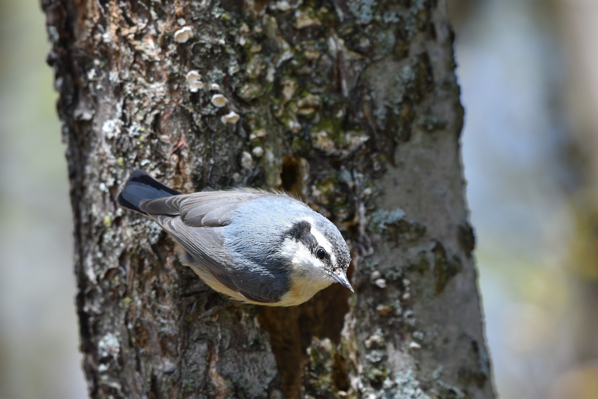 Red-breasted Nuthatch - ML155700951