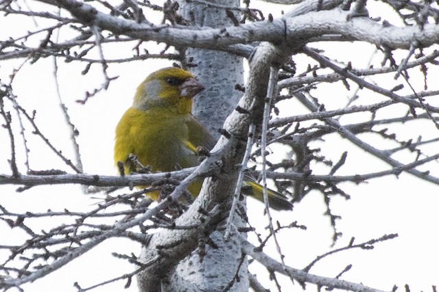 European Greenfinch