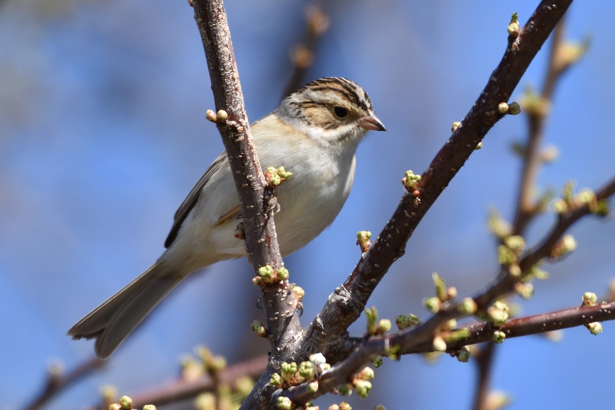 Clay-colored Sparrow - ML155701191