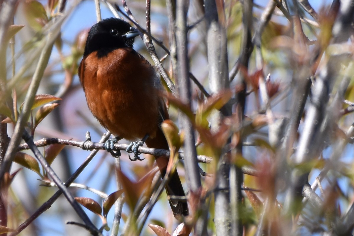 Orchard Oriole - ML155701221