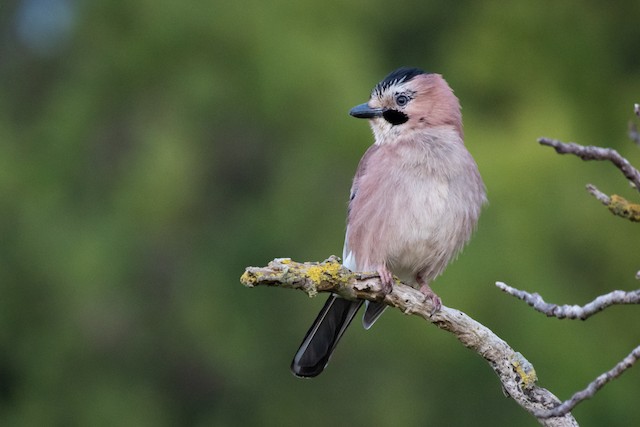 Eurasian Jay