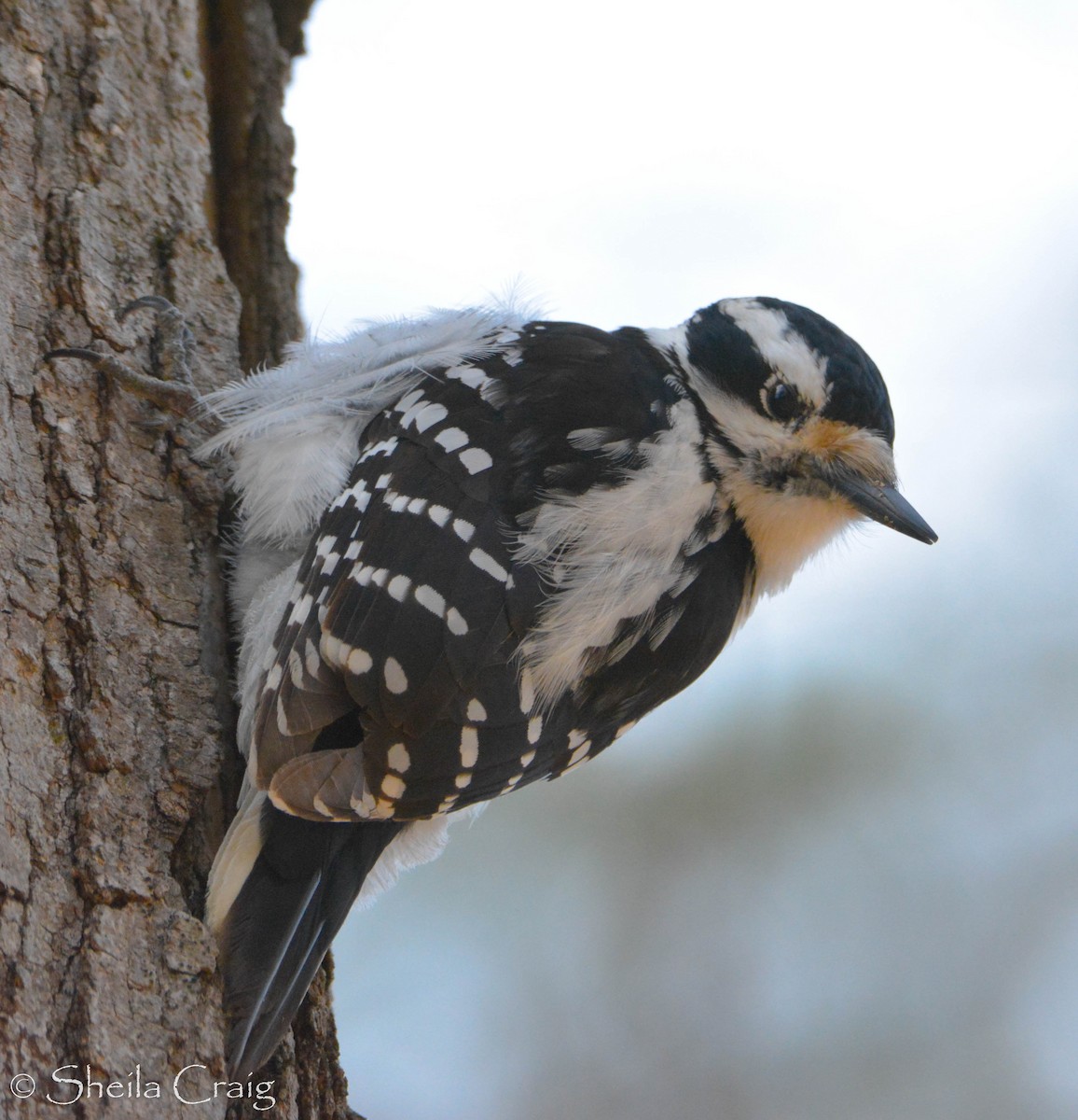 Downy Woodpecker (Eastern) - Sheila Craig