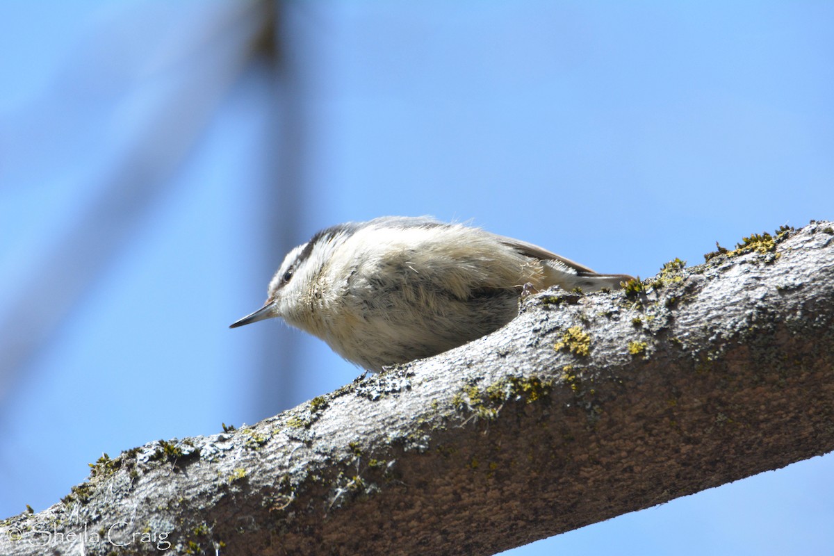 Red-breasted Nuthatch - ML155703441