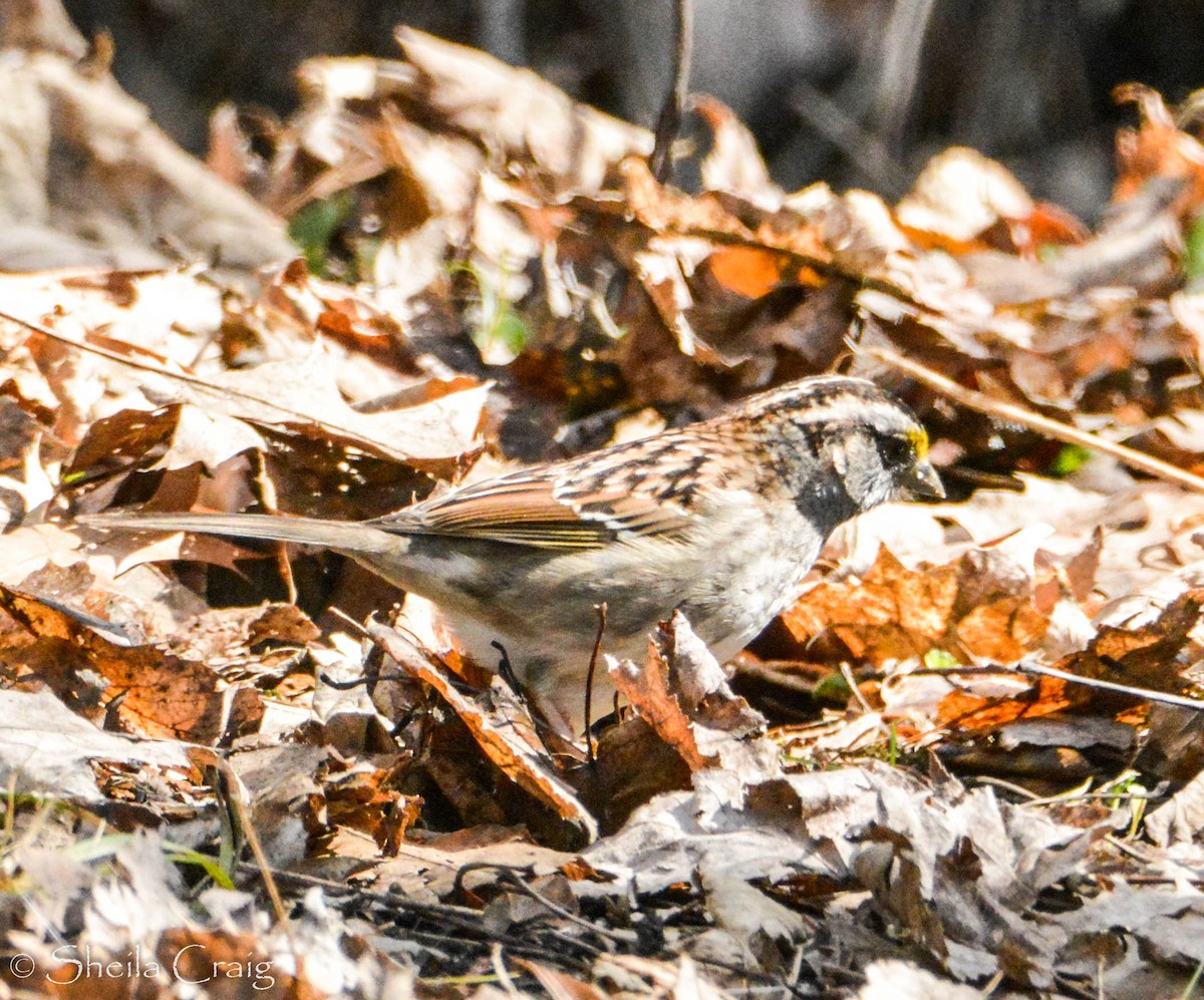 White-throated Sparrow - ML155703941