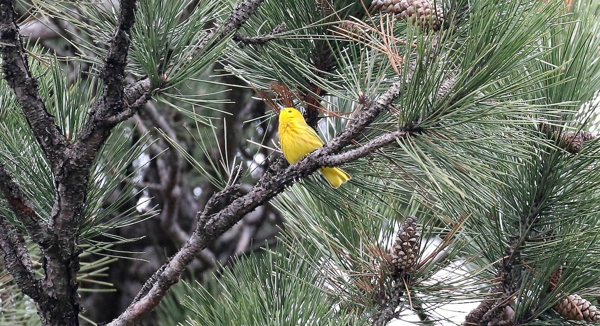 Yellow Warbler - ML155704361