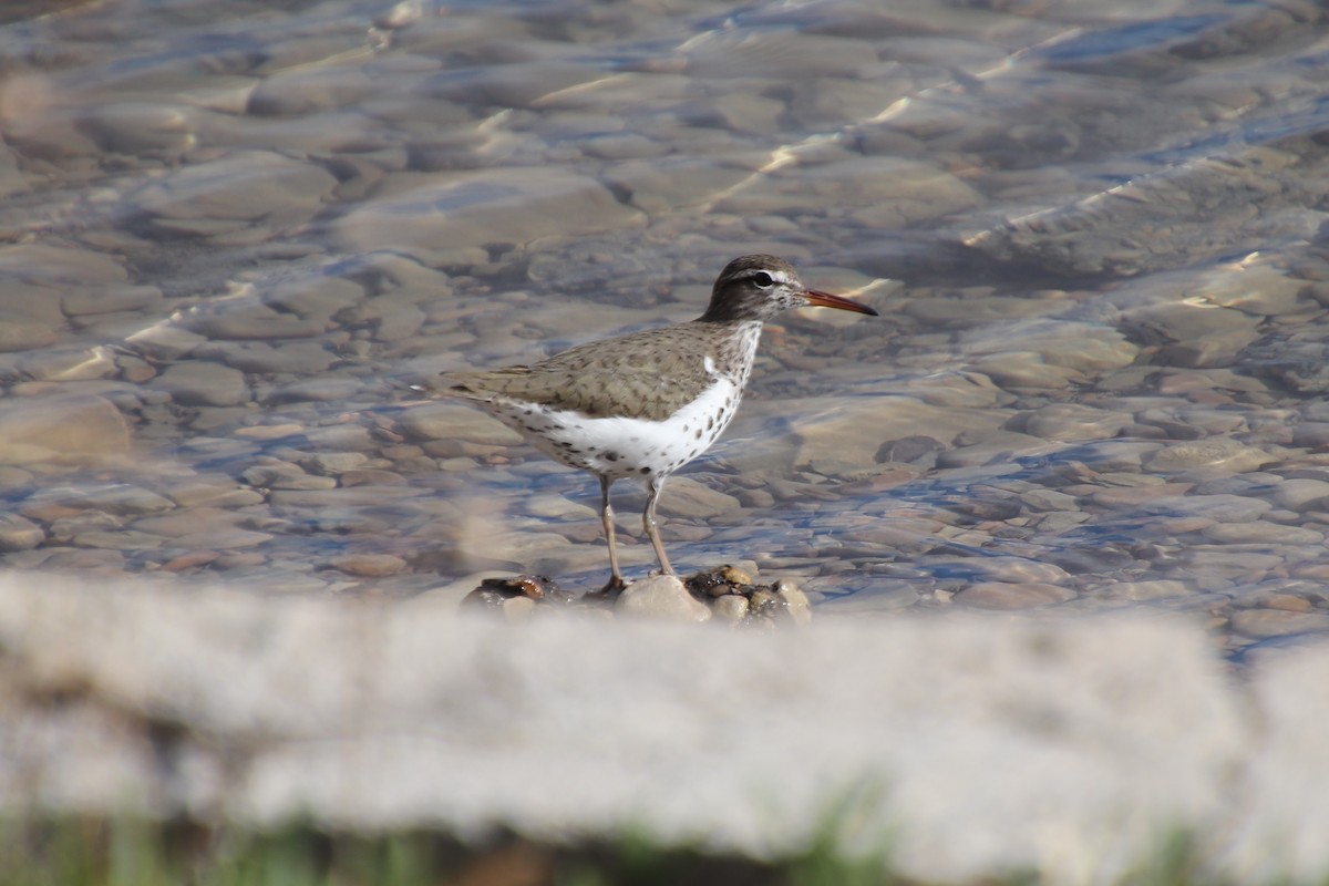 Spotted Sandpiper - Chad Fike