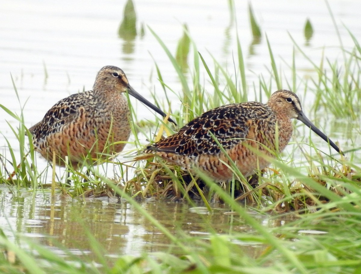 Long-billed Dowitcher - ML155711881