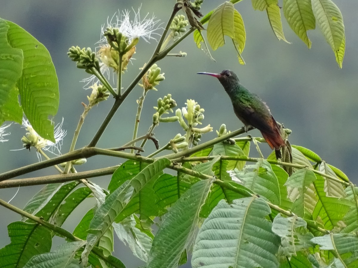Rufous-tailed Hummingbird - Paola Chávez G.