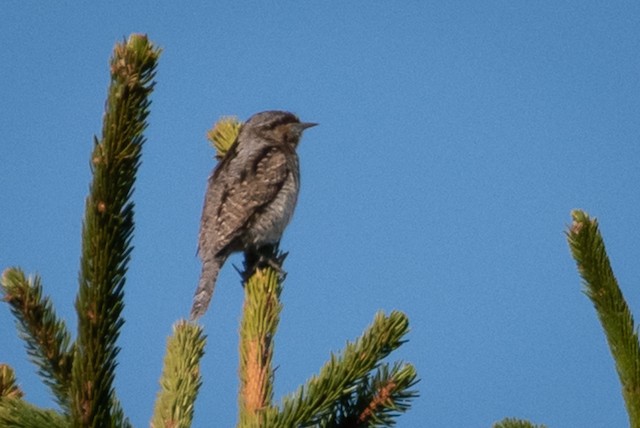 Eurasian Wryneck