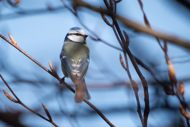 Eurasian Blue Tit