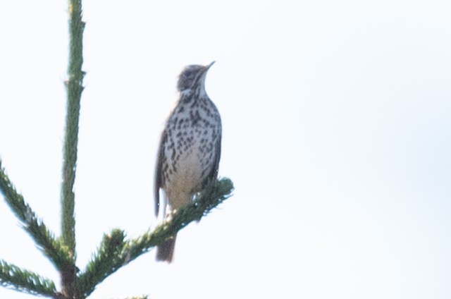 Song Thrush