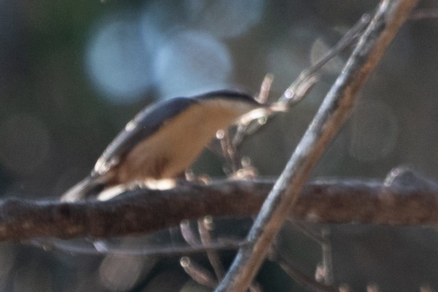 Eurasian Nuthatch