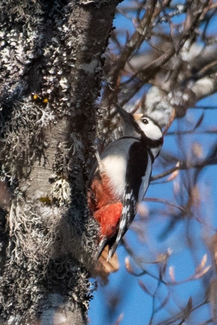 Great Spotted Woodpecker