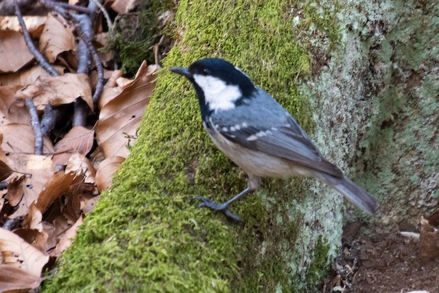 Coal Tit