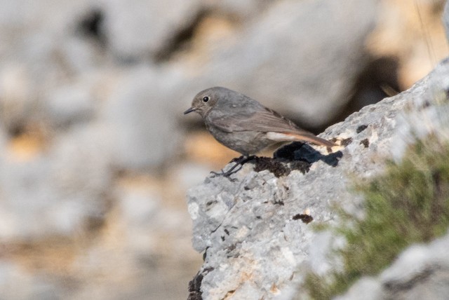 Black Redstart