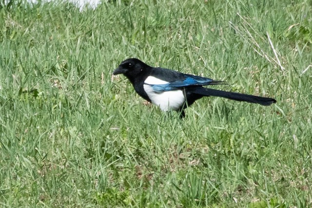 Eurasian Magpie