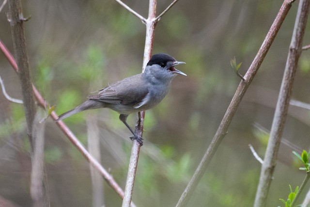 Eurasian Blackcap