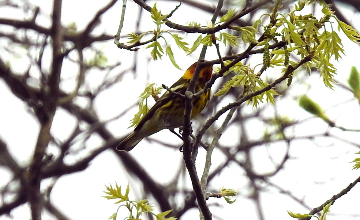 Cape May Warbler - ML155716881