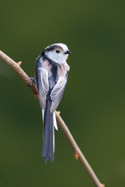 Long-tailed Tit