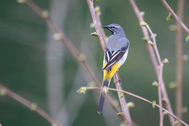 Gray Wagtail