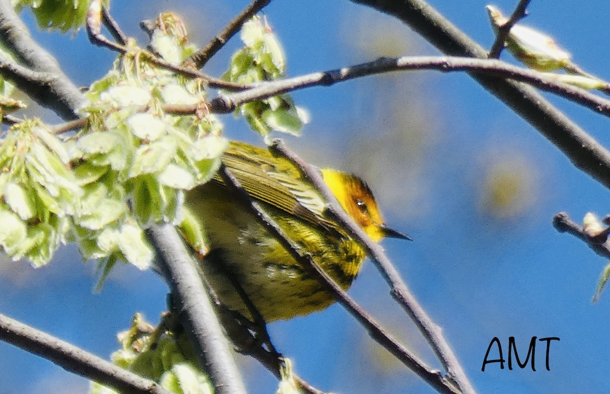 Cape May Warbler - ML155717661