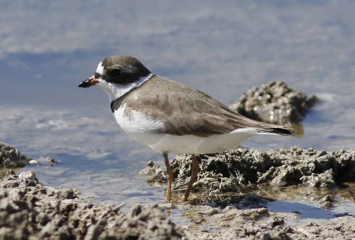 Semipalmated Plover - ML155719421