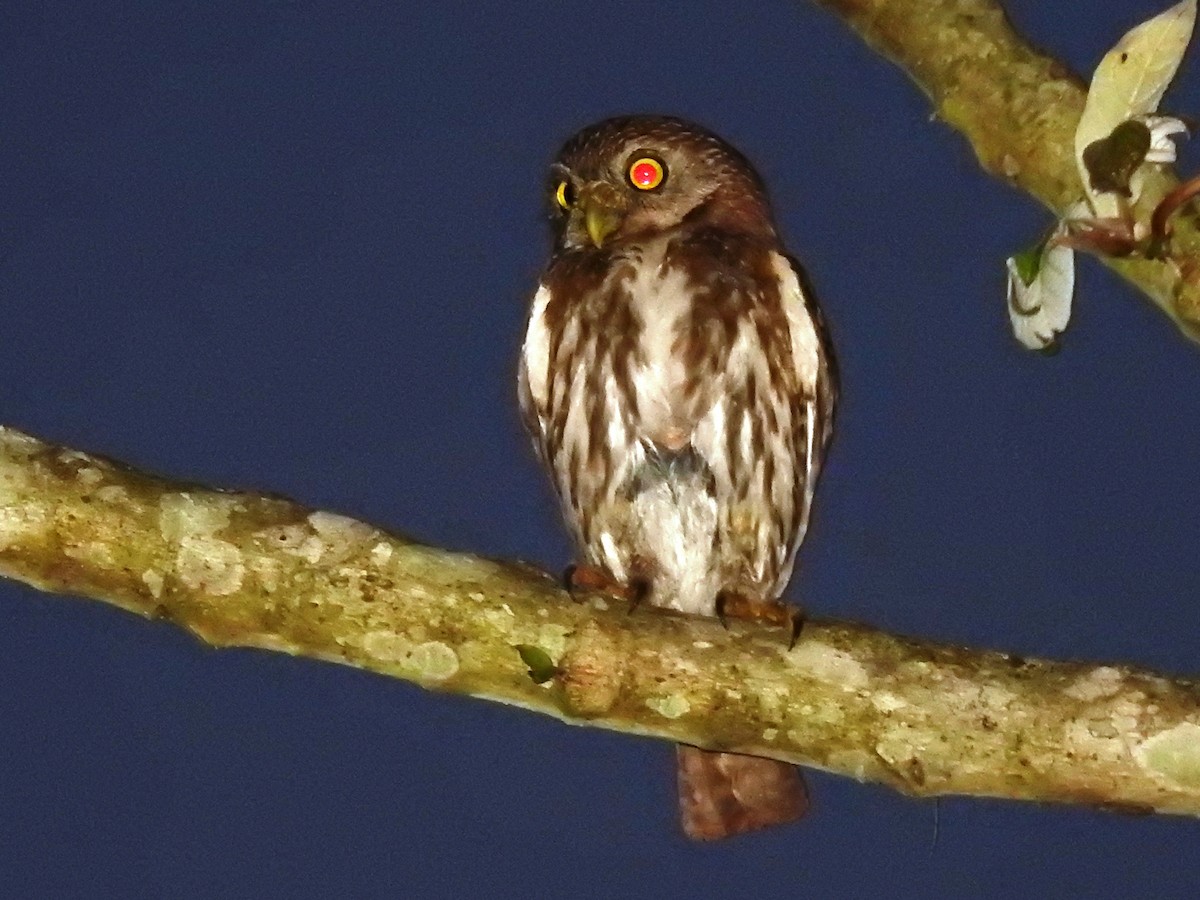 Ferruginous Pygmy-Owl - ML155721431